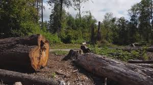 Best Commercial Tree Services  in Carnegie, PA