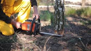 Best Hazardous Tree Removal  in Carnegie, PA