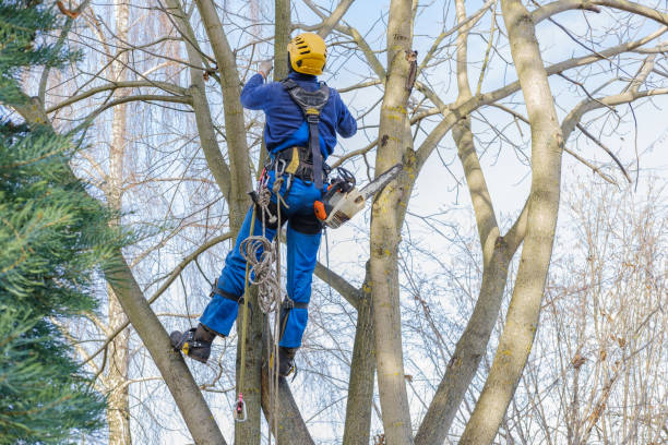 How Our Tree Care Process Works  in  Carnegie, PA