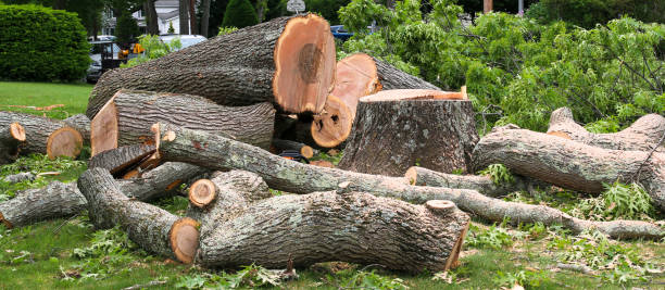 Best Fruit Tree Pruning  in Carnegie, PA
