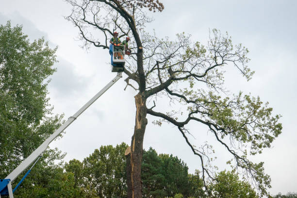 Best Tree and Shrub Care  in Carnegie, PA