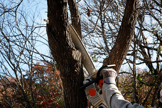 Best Lawn Renovation and Restoration  in Carnegie, PA