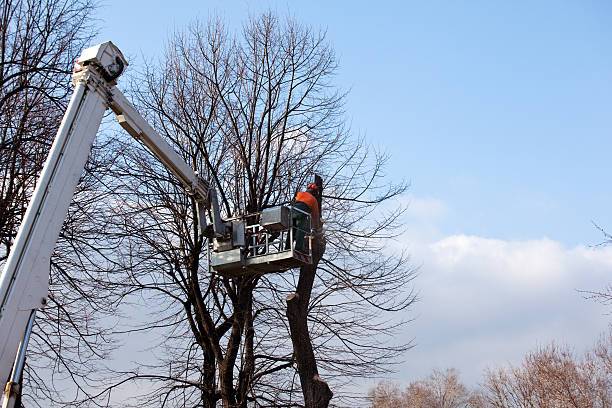 Best Aeration Services  in Carnegie, PA